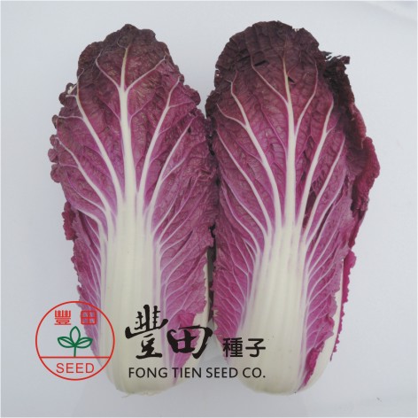 紫艷結球白菜 + 豐田