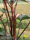 RED OKRA